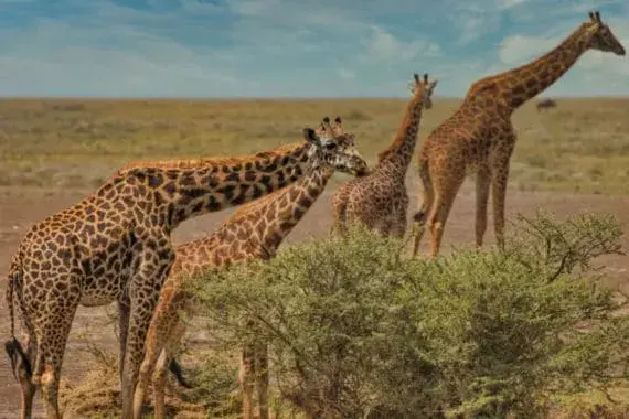 A tower of giraffes grazing on acacia bush in a Kenyan national park