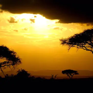 Acacia trees silhouetted against a golden Kenyan sunset
