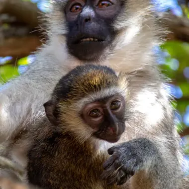 A vervet monkey and its baby resting in the trees in Rwanda