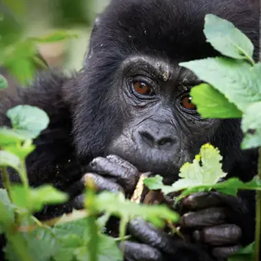 A mountain gorilla resting among green foliage in Uganda